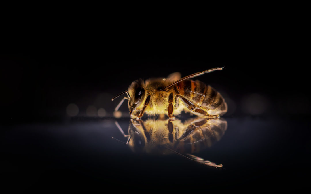 abeille