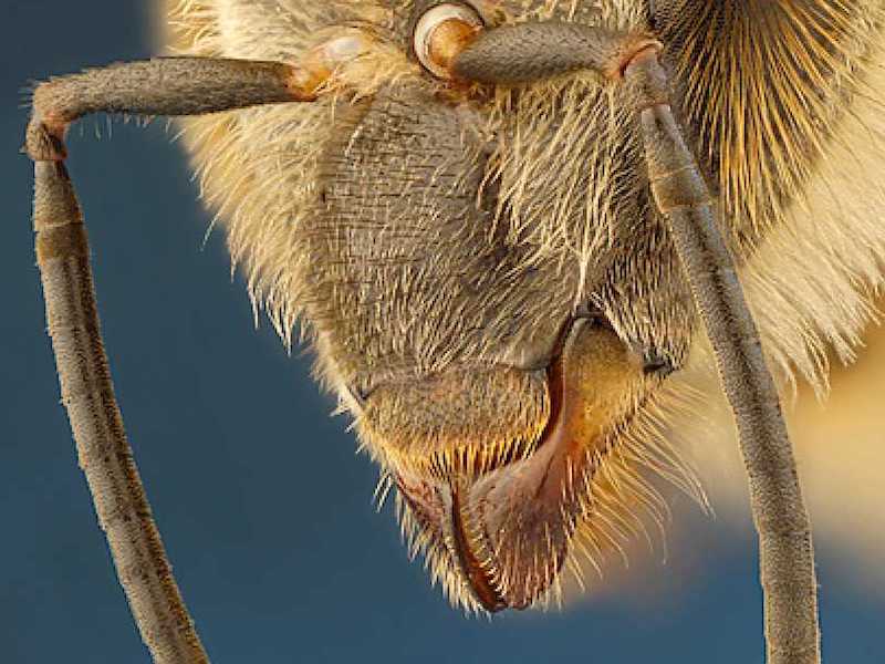 Bee-sense-touch