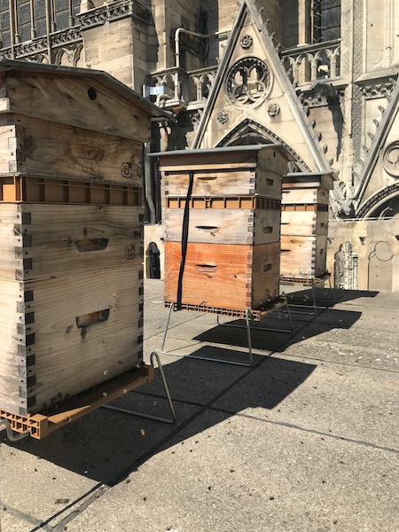 Notre-dame-beehive-fire