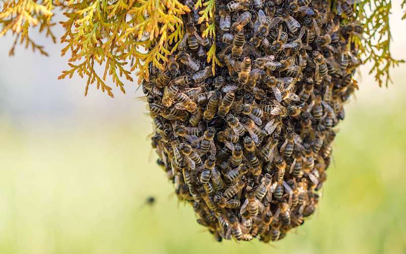 PREVENT-PREPARE-SWARMING
