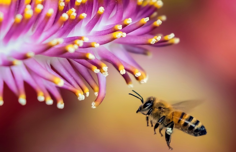 Bees’ sense of smell