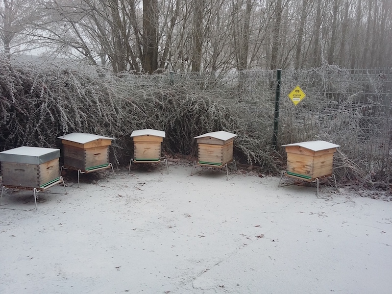 backyard-beekeeping-winter