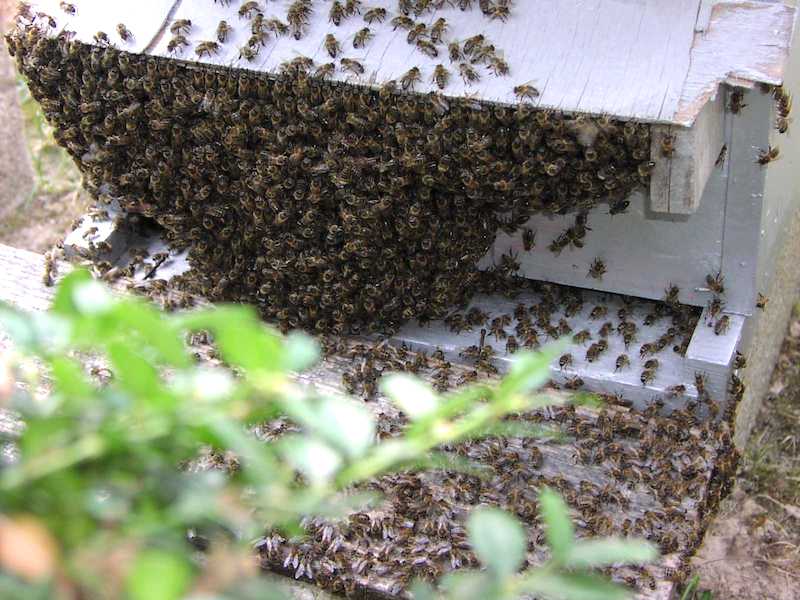bee-summer-heat-hive