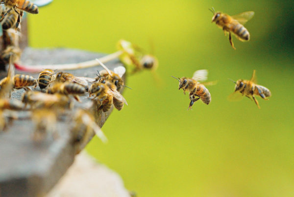 can-I-buy-honey-bees