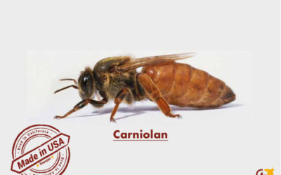 Carniolan honey bees