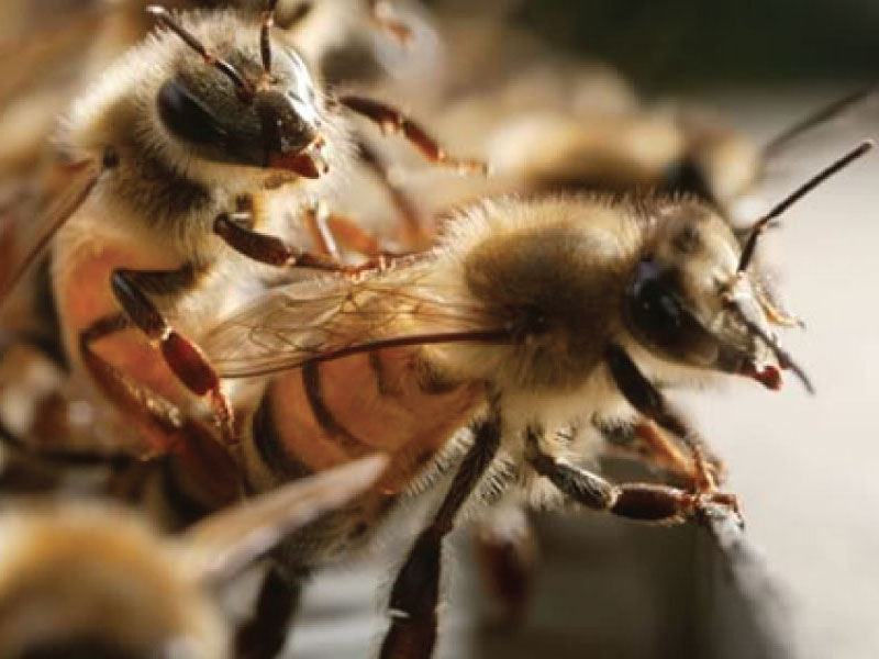 How much does it cost to buy honey bees?