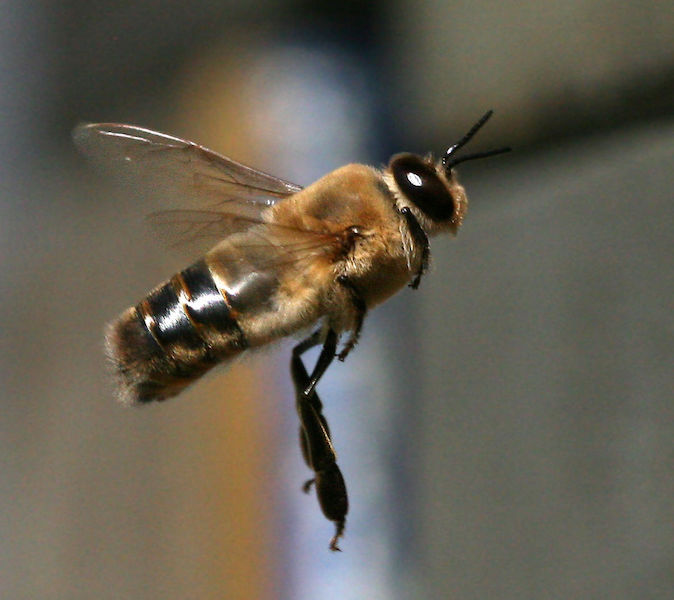 drone-beekeeping