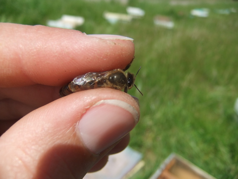 finding-marking-queen-bee