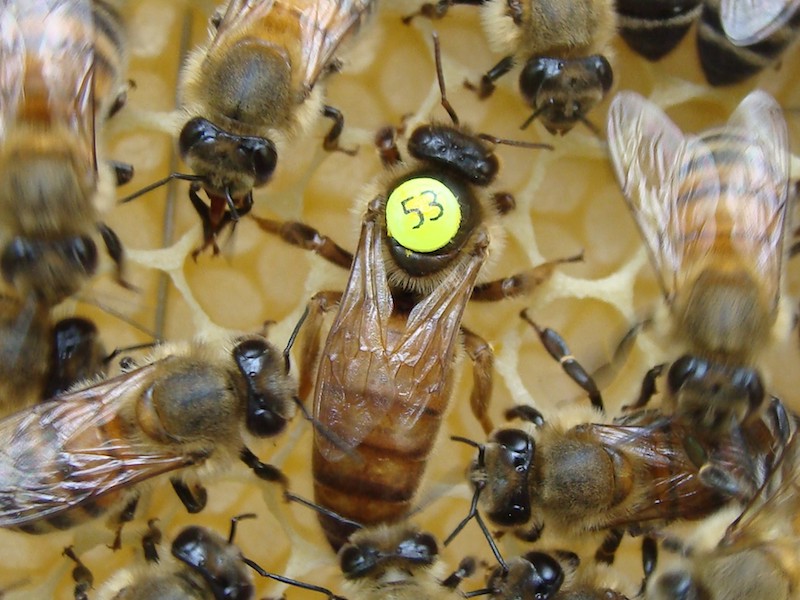 genetic-selection-honeybee