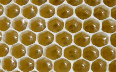 How to prep for harvest in beekeeping