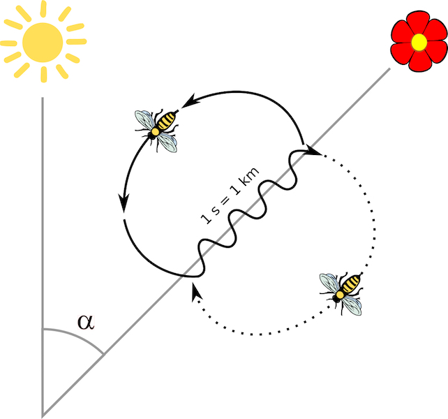 honey-bees-sense-direction