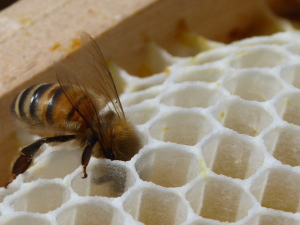 how-do-I-start-bee-farm
