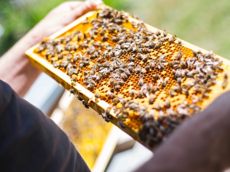 bees