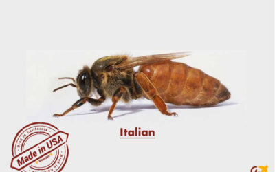 Italian honey bees