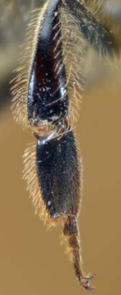 leg-honey-bee-tarsus