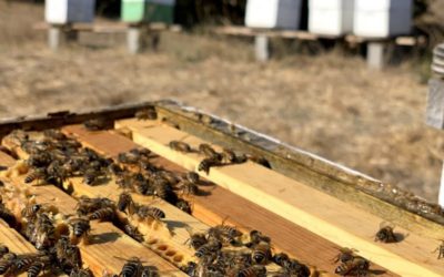 Honey bees nucs for sale