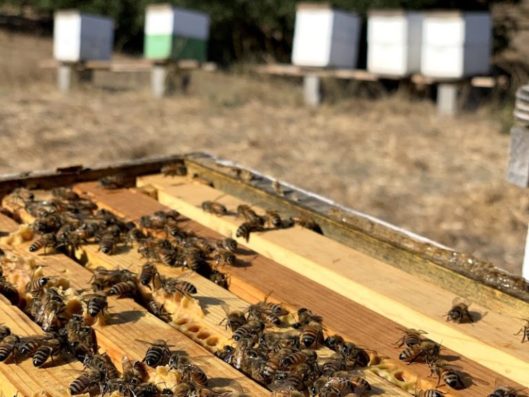 Honey bees nucs for sale