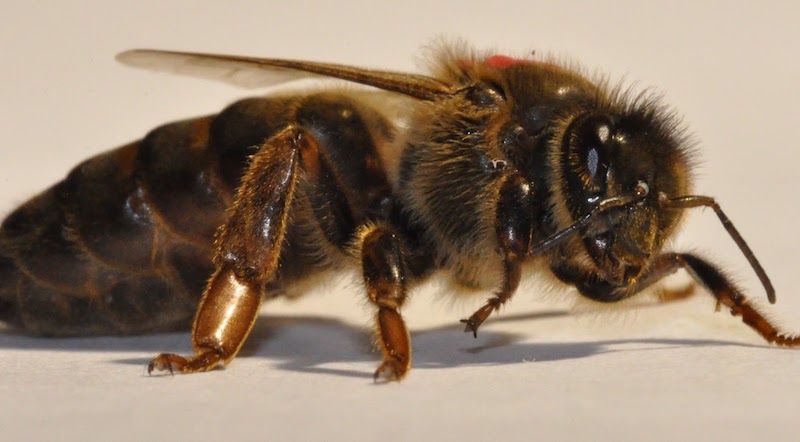 queen-bee-beekeeping