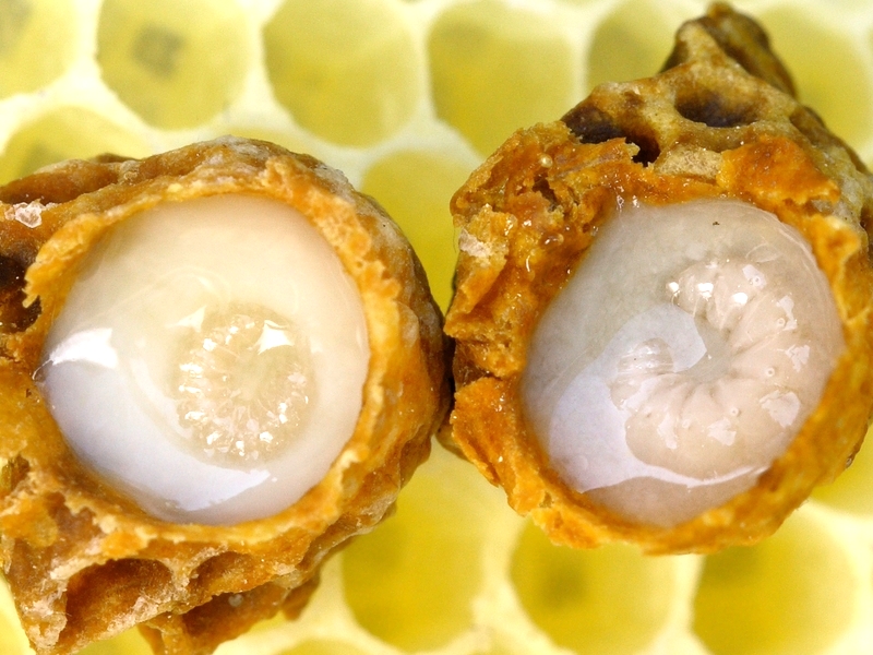 Royal jelly makes Queen bee