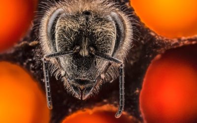 TED TALKS: The first 21 days of a bee’s life