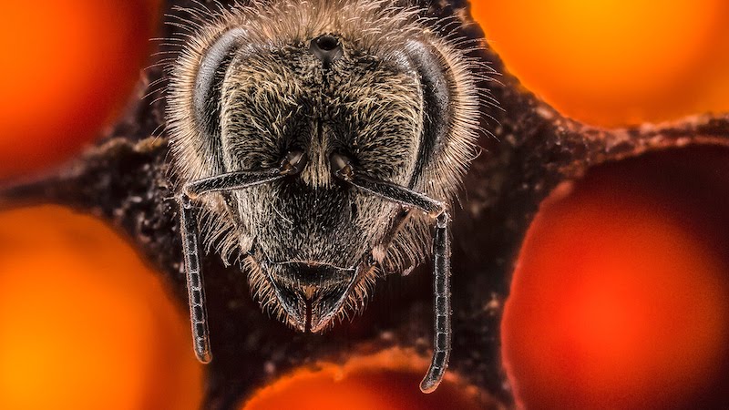 ted-bee-life