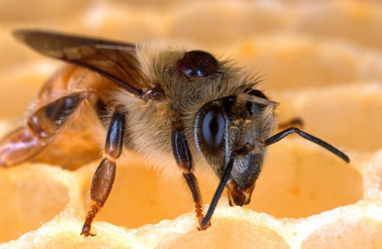 varroa-beekeeping
