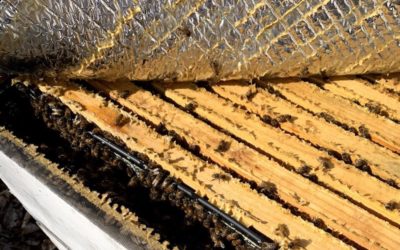At what temperature is it safe to open a beehive?