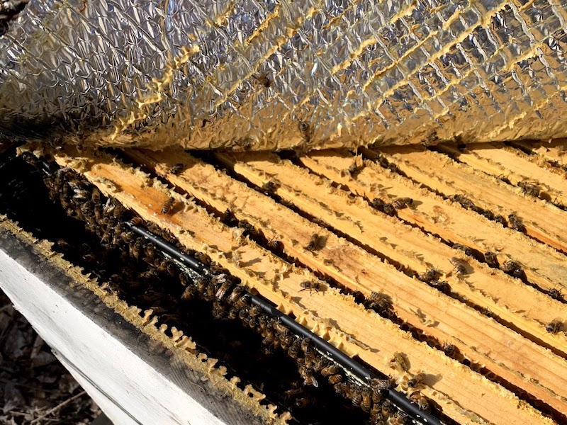 At what temperature is it safe to open a beehive?