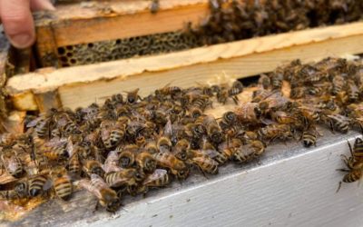 How fast does a bee colony grow?