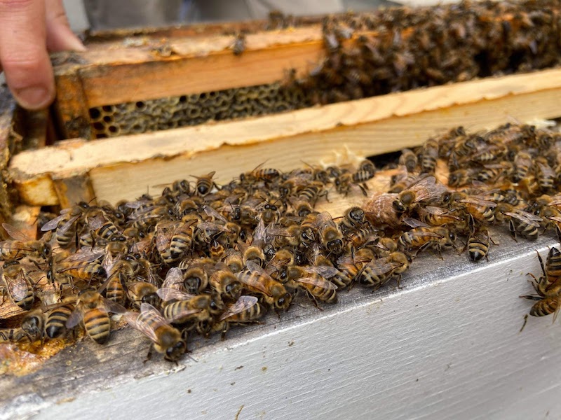 How fast does a bee colony grow?