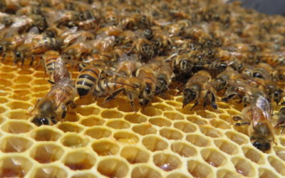 How do you transfer bees from a NUC to a hive?