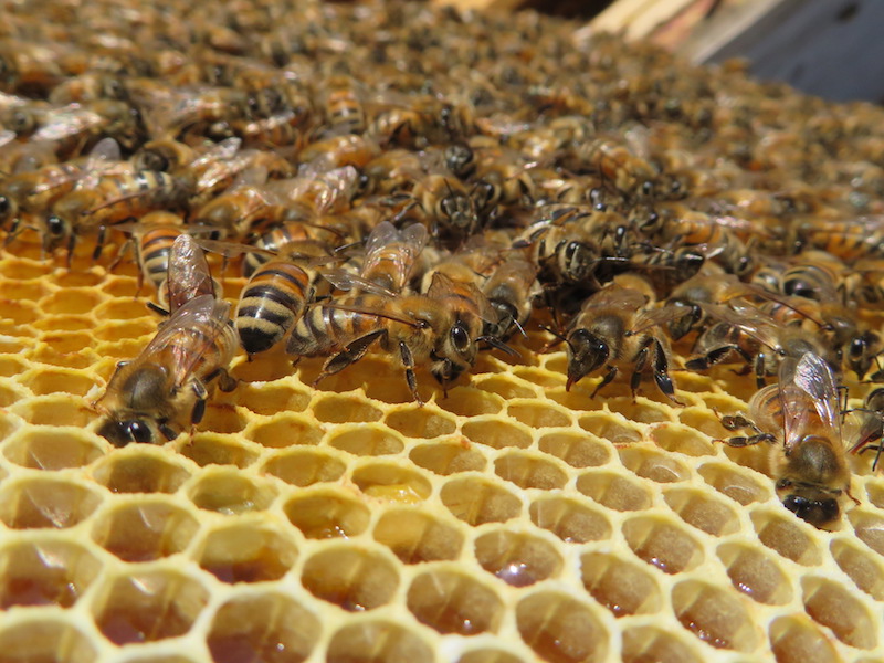 How do you transfer bees from a NUC to a hive?