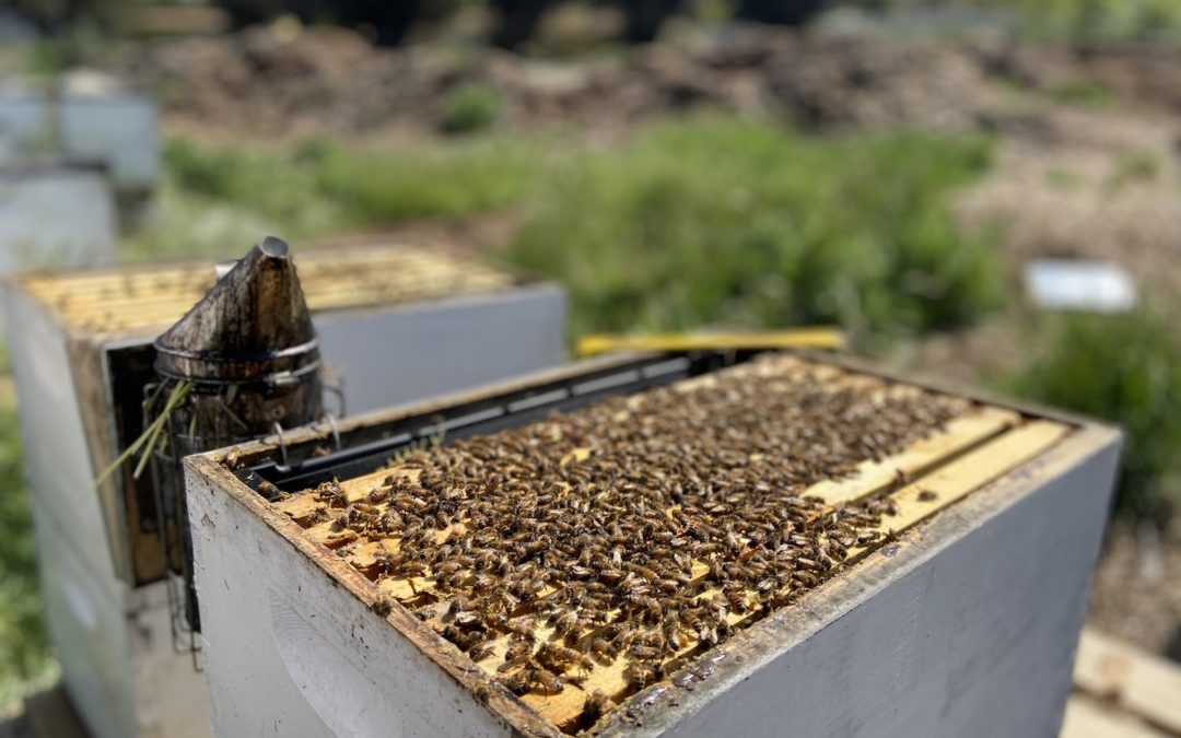 When to move bees from nuc to hive