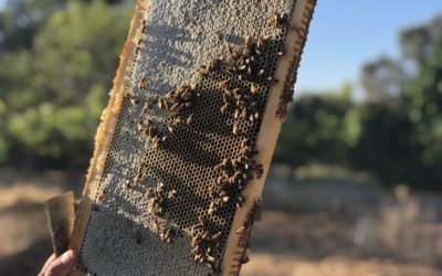 Local honey from El Sobrante, CA 94803