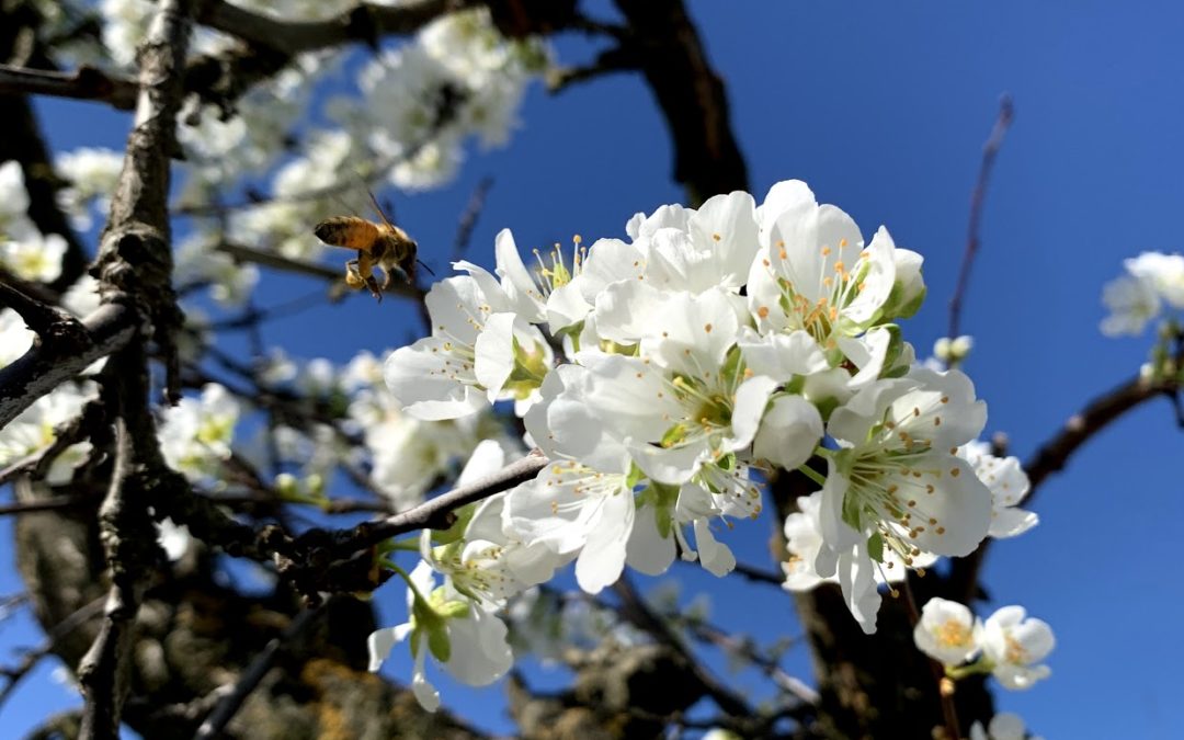 Flowering of the Plum tree