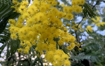 Flowering of the Mimosa (Acacia dealbata)