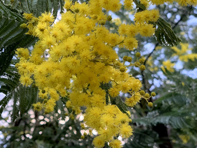 Flowering of the Mimosa (Acacia dealbata)