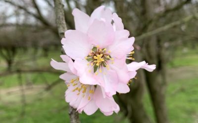 Flowering of the Almond tree