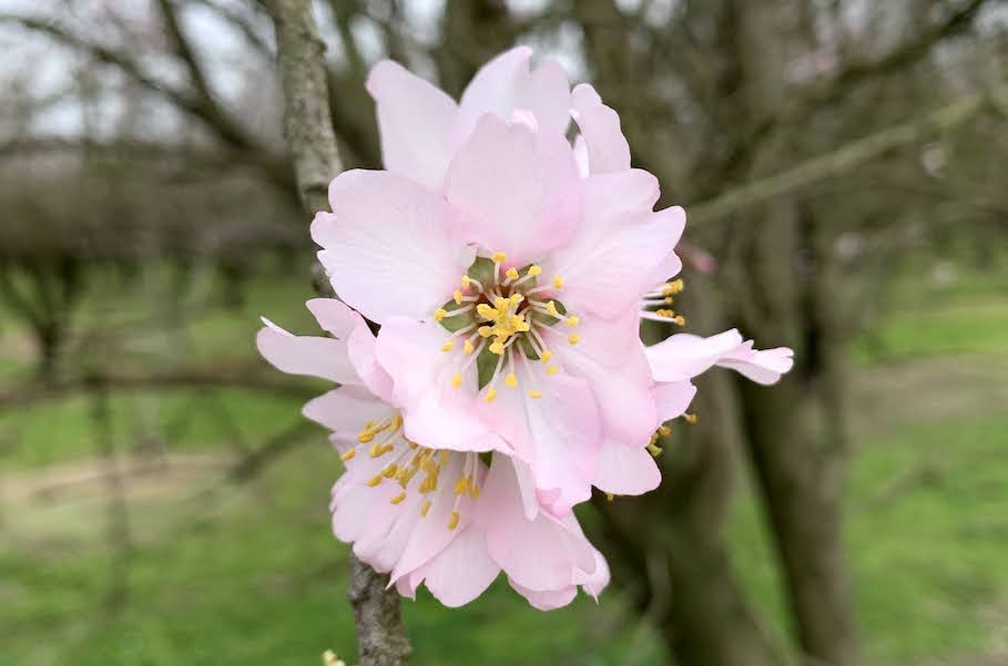 Flowering of the almond tree