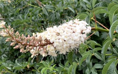 Flowering of the buckeye