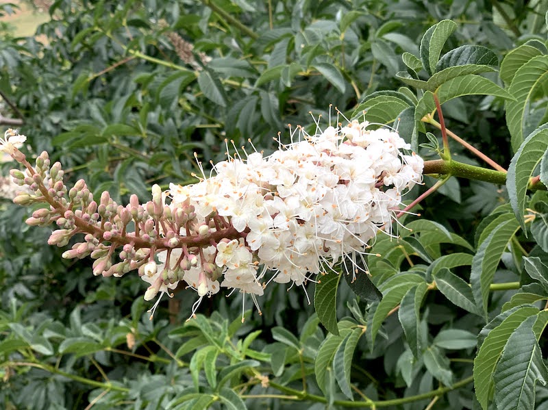 Flowering of the buckeye