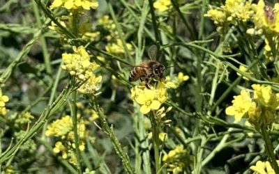 Flowering of the Mustard