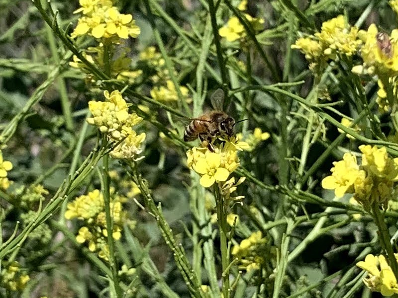 Flowering of the Mustard