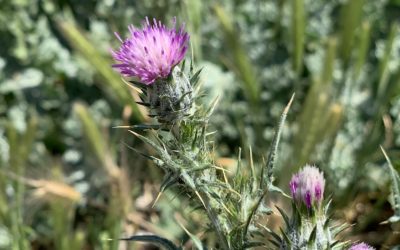 Flowering of the thistle