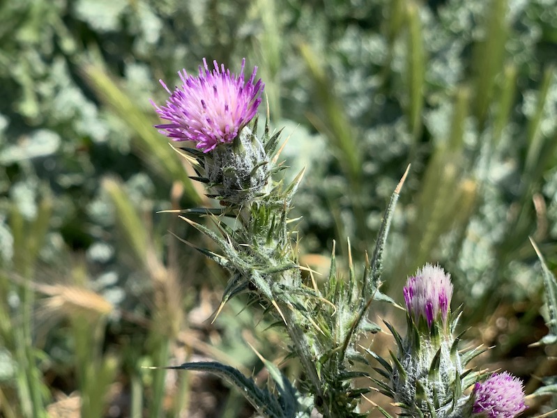 Flowering of the thistle