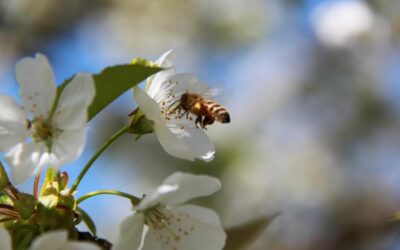 Why bees are important for the pollination of cherry trees