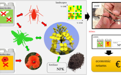 Bee pollination outperforms pesticides for oilseed crop production and profitability