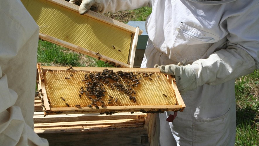 bee hive backyard