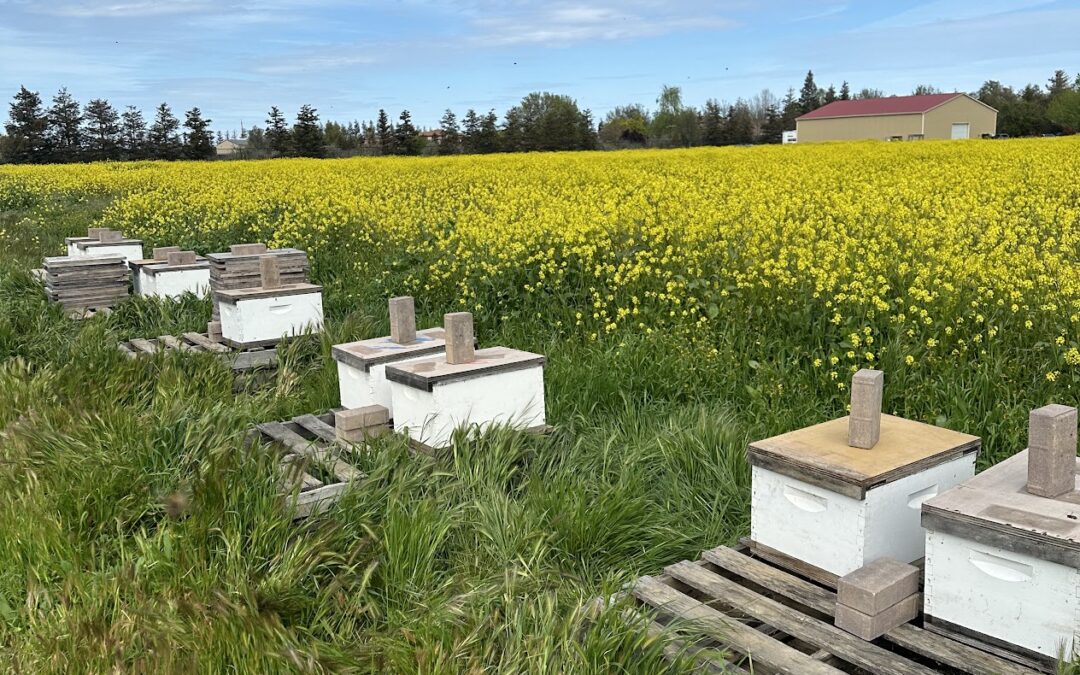 What to do at a beehive in April in Northern California