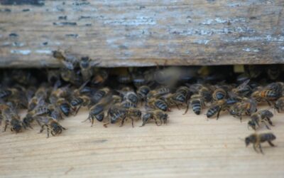 Why are my bees gathering at the entrance to the beehive?